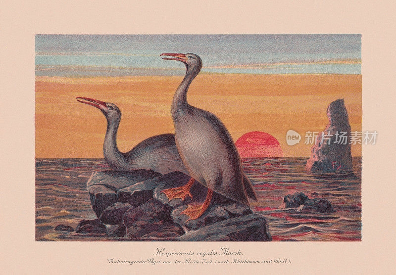 regalis，类似鸬鹚的鸟(白垩纪晚期)，彩色石刻，1900年出版