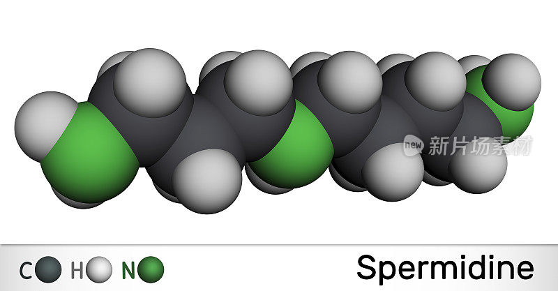 亚精胺分子。它是三胺，由腐胺形成的多胺。分子模型。三维渲染