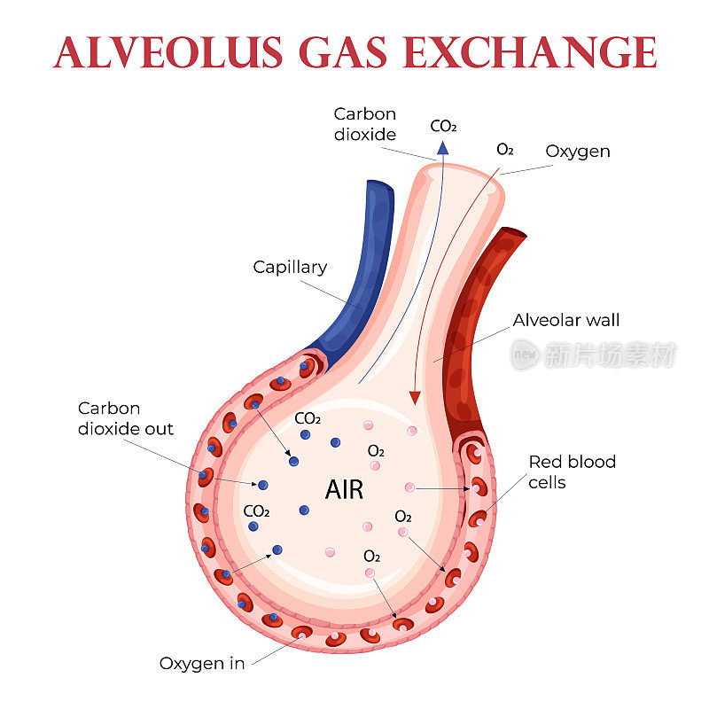 氧气和二氧化碳在肺泡内与红细胞交换
