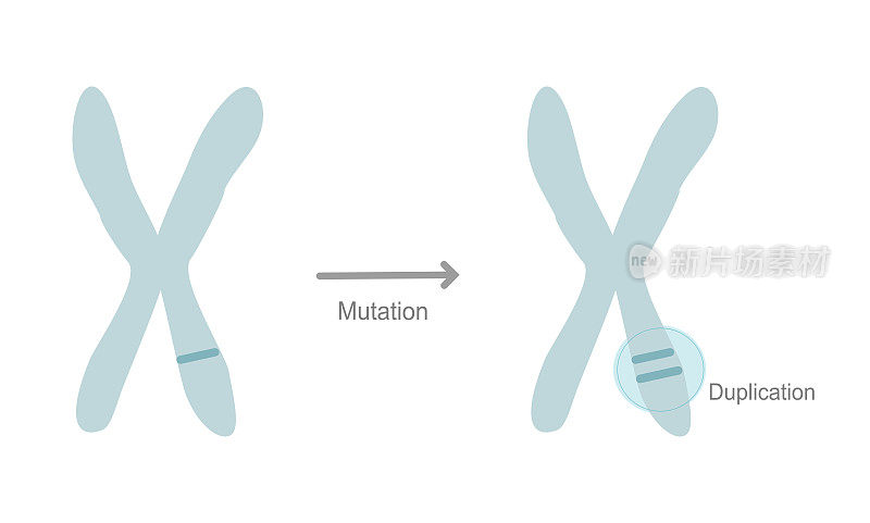 染色体上显示重复突变型的突变位点