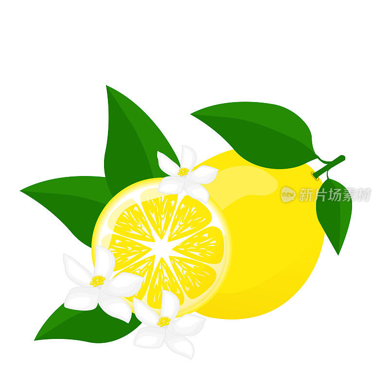 柠檬带绿叶，柠檬切片和花。适用于海报、标识、标签、横幅、贴纸、产品包装设计等。矢量图