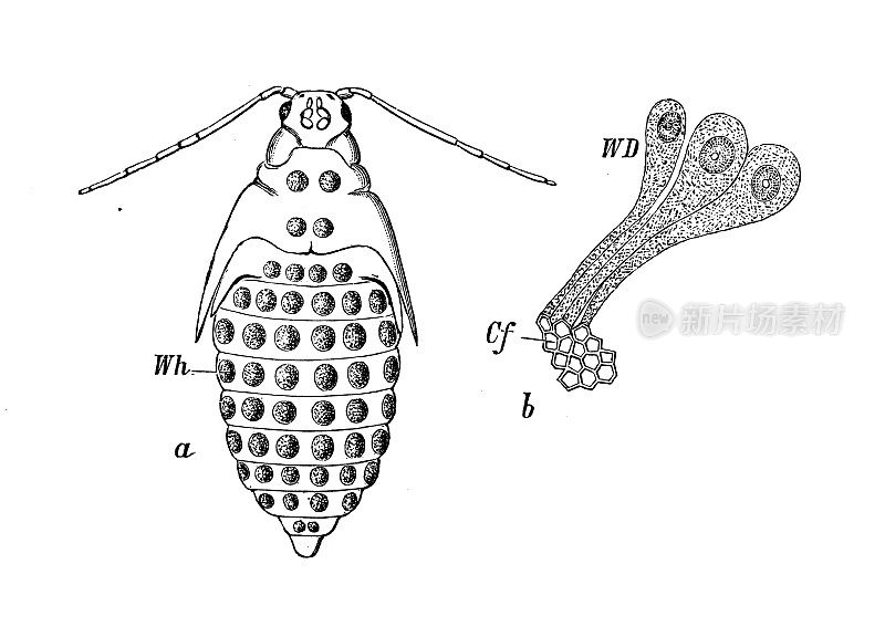 仿古生物动物学图像:蚜虫，金银花裂叶虫