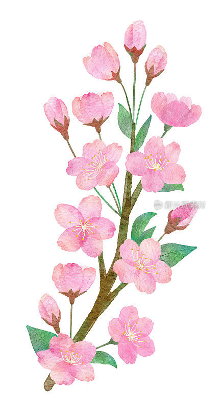 手绘水彩画樱花和树枝部分