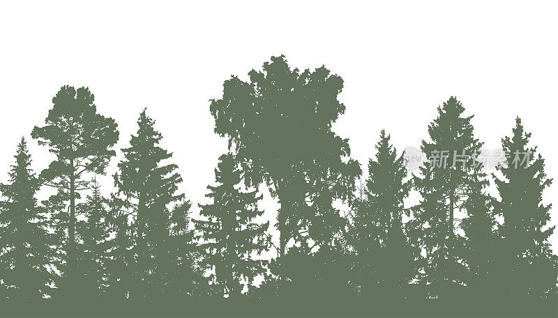 美丽的森林，冷杉，松树和不同的落叶树木的剪影。矢量插图。