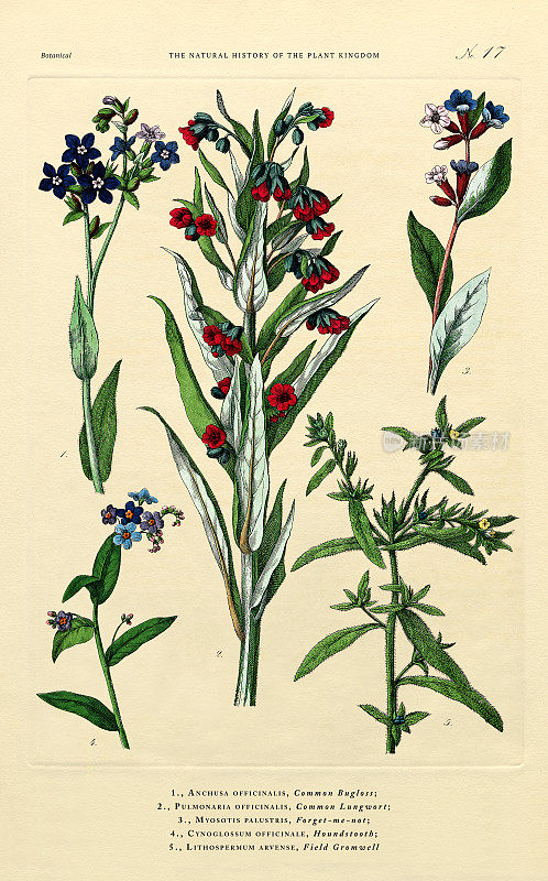 植物王国的历史，维多利亚植物插图，第17版，大约1853年