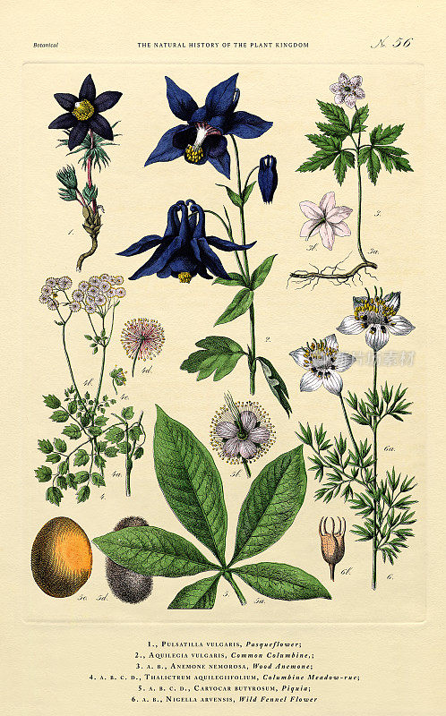 植物王国的历史，维多利亚植物插图，第56版，大约1853年