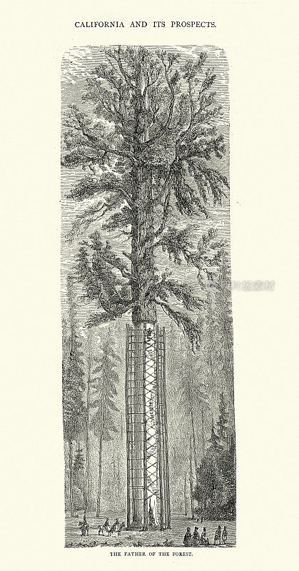森林之父，巨大的红杉树，美国，历史19世纪