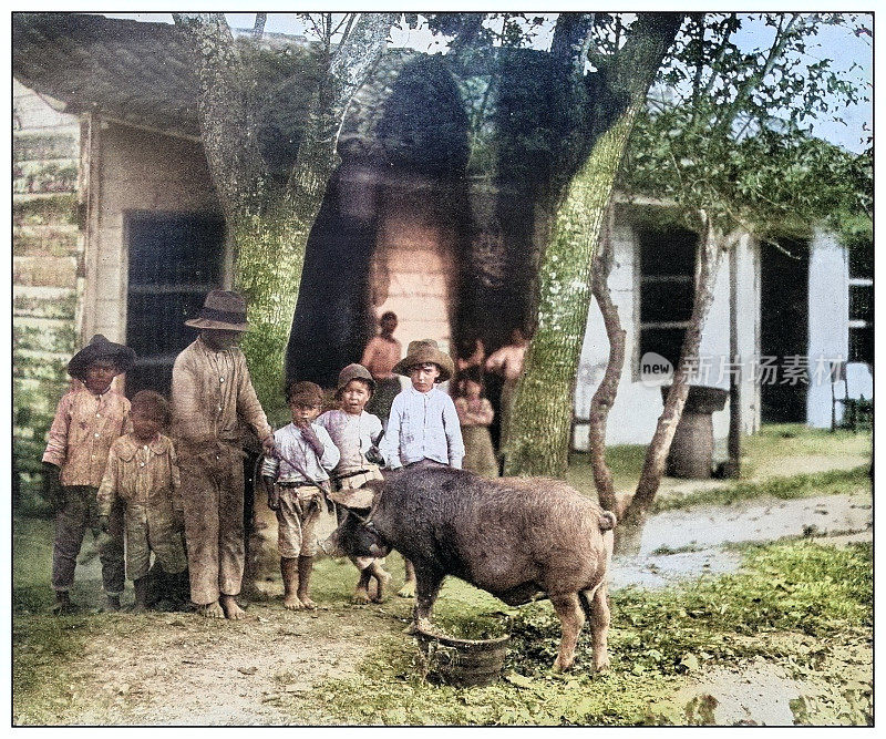 古董黑白照片:猪，古巴