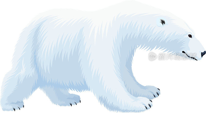 北极熊(小熊)