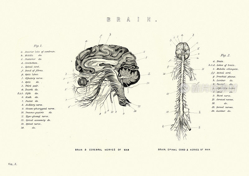 维多利亚时代的大脑，脊髓，神经解剖图