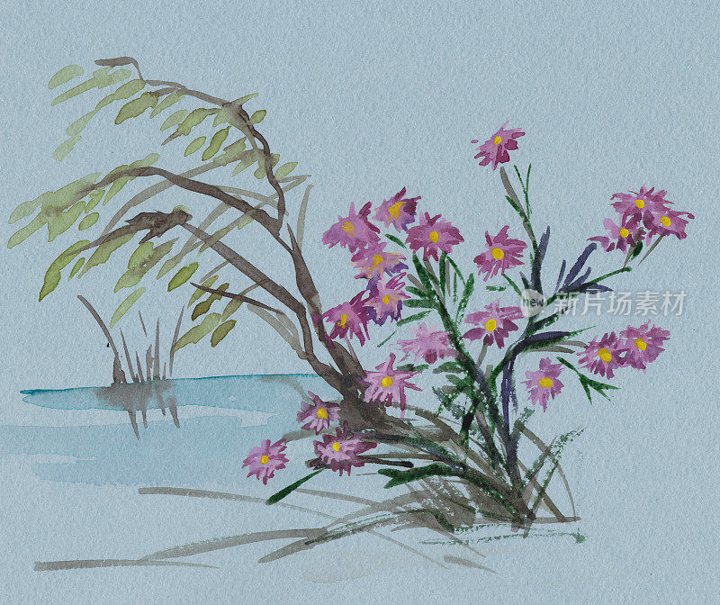 紫丁香丛的菊花