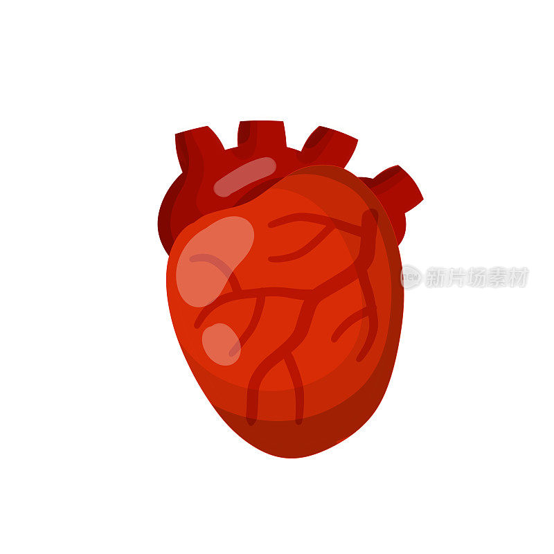 的心。人体内部器官。医学和心脏病。把血液输送到全身。教科书和医学教育的元素。动脉和红静脉。卡通平面插图