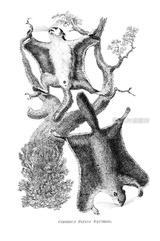 19世纪的“鼯鼠”版画