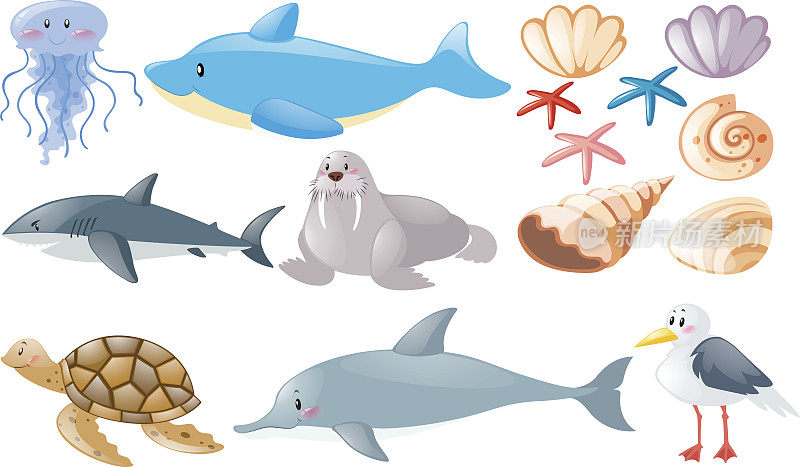 不同种类的海洋动物