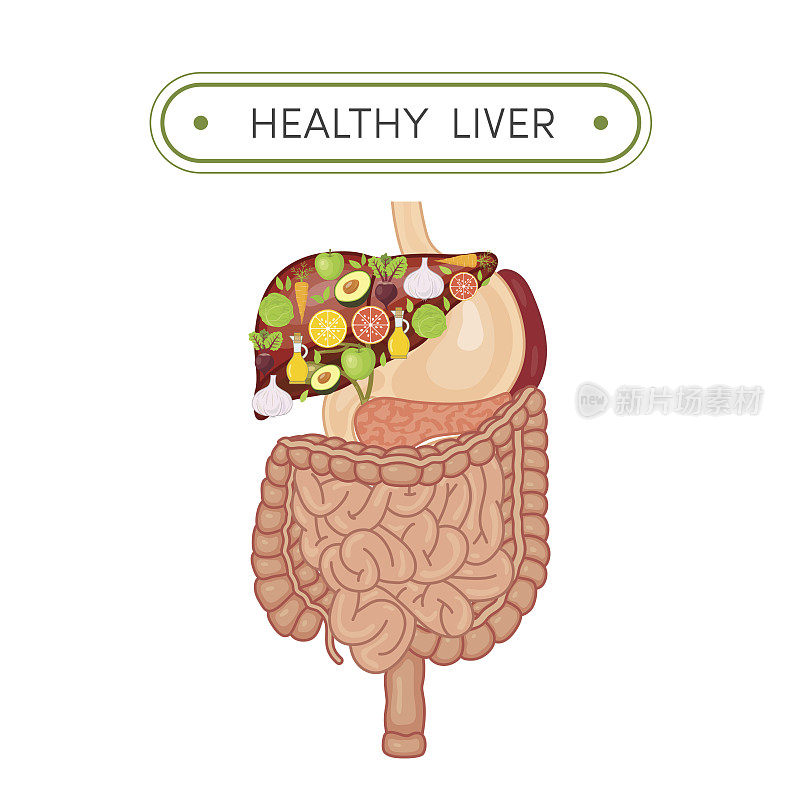 健康的肝脏概念