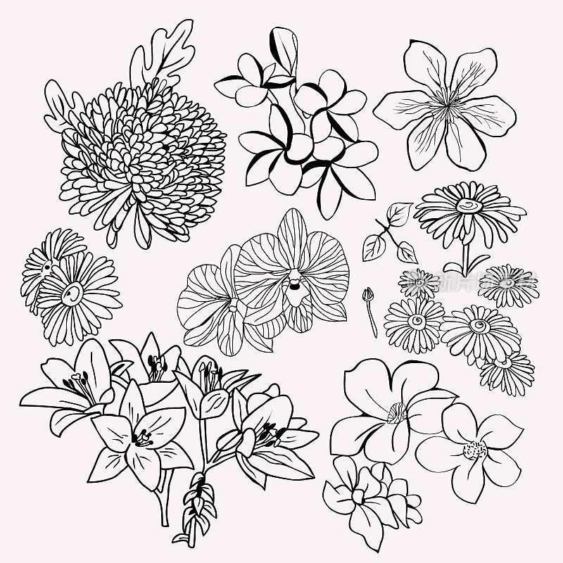 集花卉植物集单色插图。