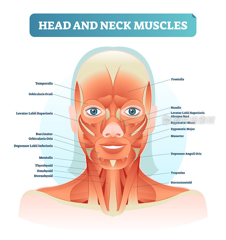 头颈部肌肉标注解剖图，女性面部矢量图，卫生保健教育信息海报。