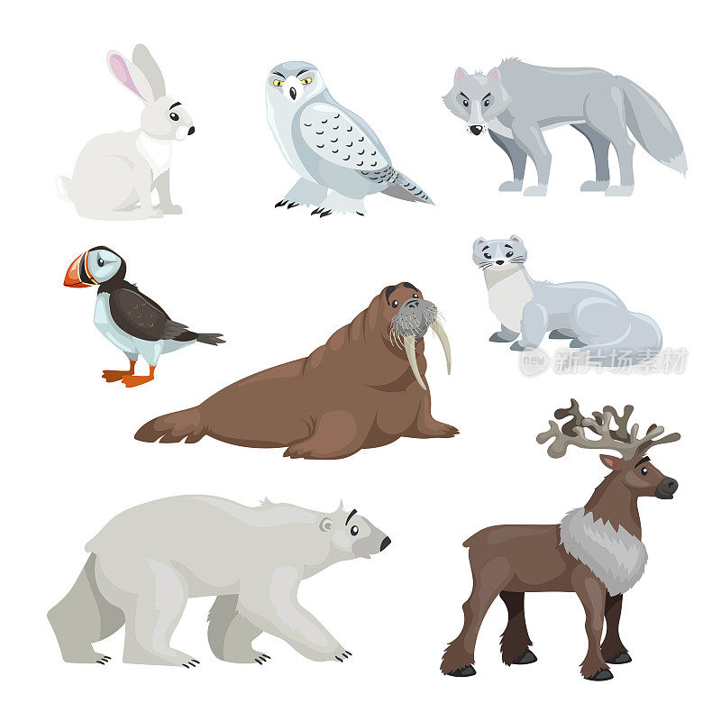 卡通极地和北极动物。雪听、猫头鹰、狼、海雀、海象、貂、北极熊和驯鹿。教育矢量插图收集。
