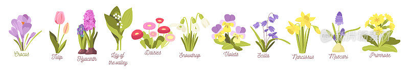春天盛开的花朵。花园或森林花番红花，郁金香或水仙，风信子。雪花莲、斯库拉Muscari