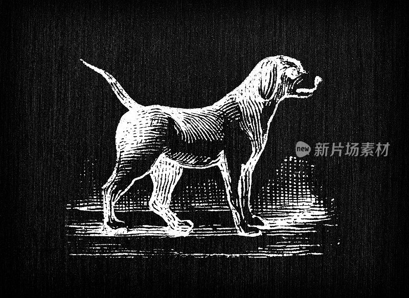 古董雕刻插图:狗