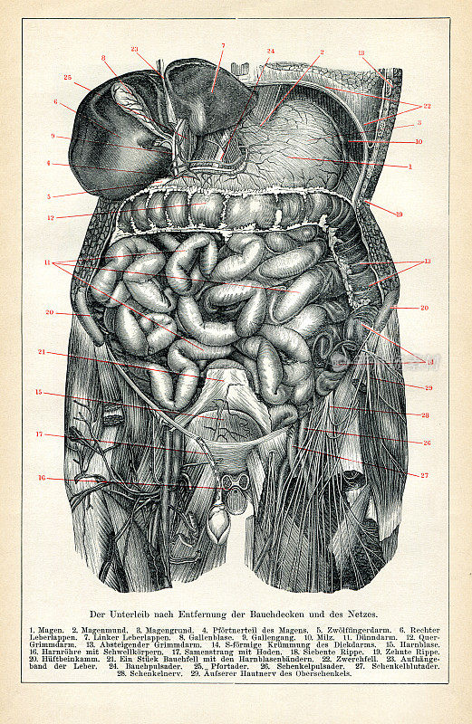 内脏和内脏器官的医学插图1898年