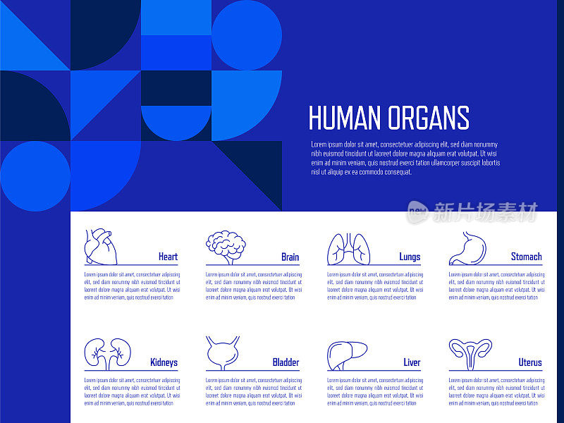 人体器官概念矢量线信息图形设计图标。8个选项或步骤的介绍，横幅，工作流程布局，流程图等。