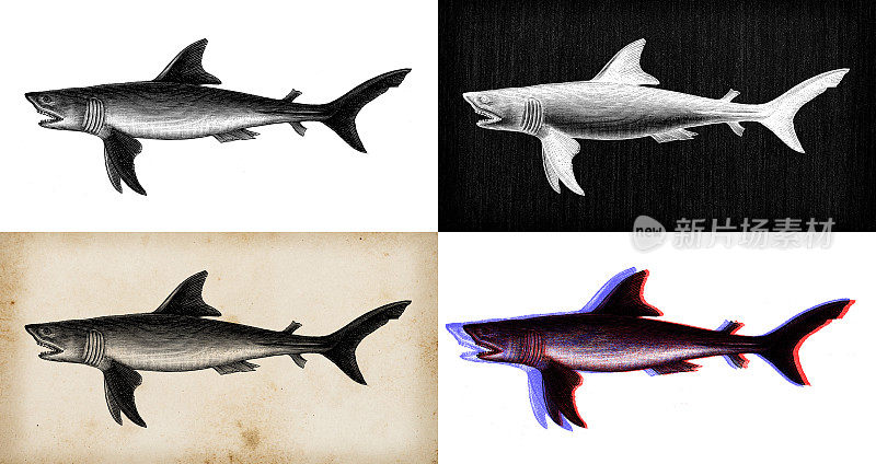 古玩动物插图:鲨鱼