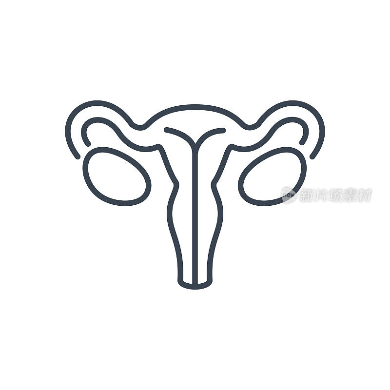 女性生殖器官。人体器官解剖线图标。向量股票插图