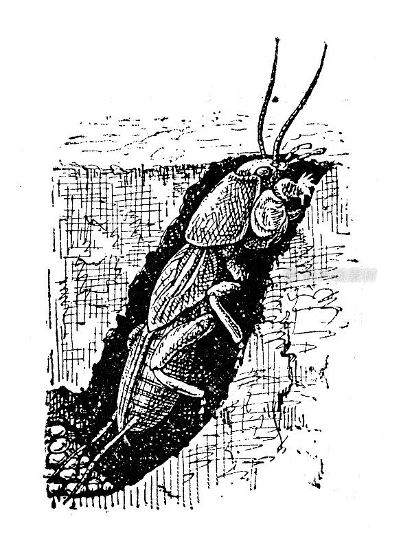 古董插图:蟋蟀，蟋蟀