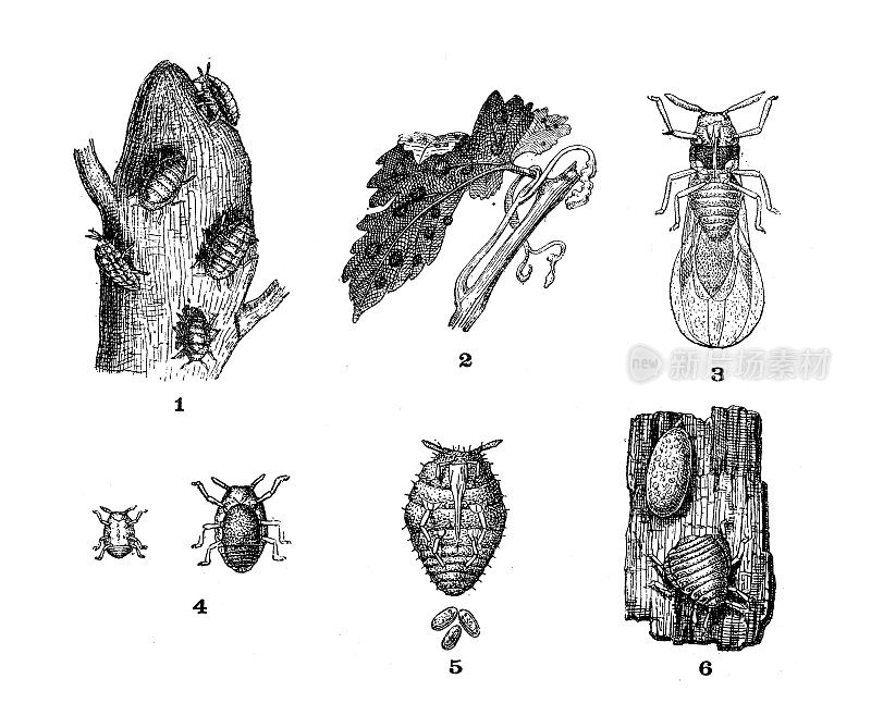 古董插图:葡萄根瘤蚜