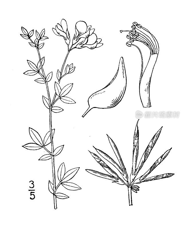 古植物学植物插图:莲花、鸟脚三叶草