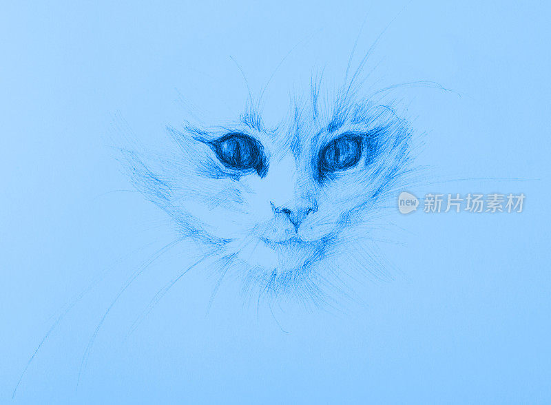 插图铅笔画肖像的小猫在蓝色的背景