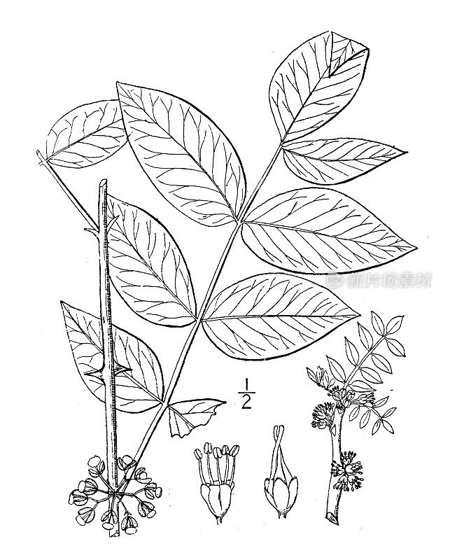 古植物学植物插图:美洲黄木本、花椒
