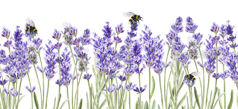 薰衣草花和蜜蜂的无缝边界。手绘水彩图像。春夏季横幅模板