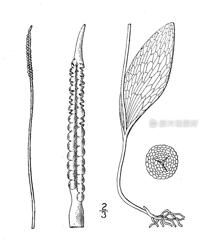 古植物学植物插图:蛇舌草、蛇舌