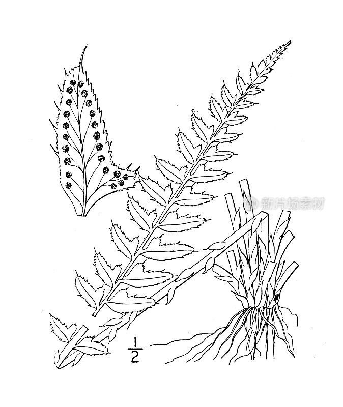 古植物学植物插图:毛鳞毛蕨、冬青蕨