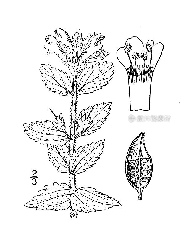 古植物学植物插图:高山巴特西亚、高山巴特西亚