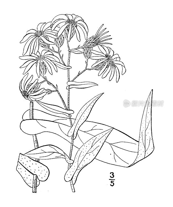 古植物学植物插图:紫菀、薄叶紫菀