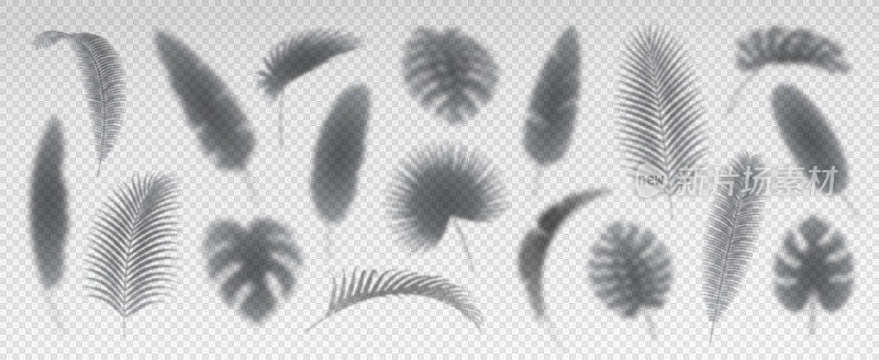 Monstera和棕榈树的叶子阴影，孤立的叶子图标在透明的背景。异国树叶夏季春天雨林装饰黑色剪影。植物群设计元素，遮阳蕨类植物