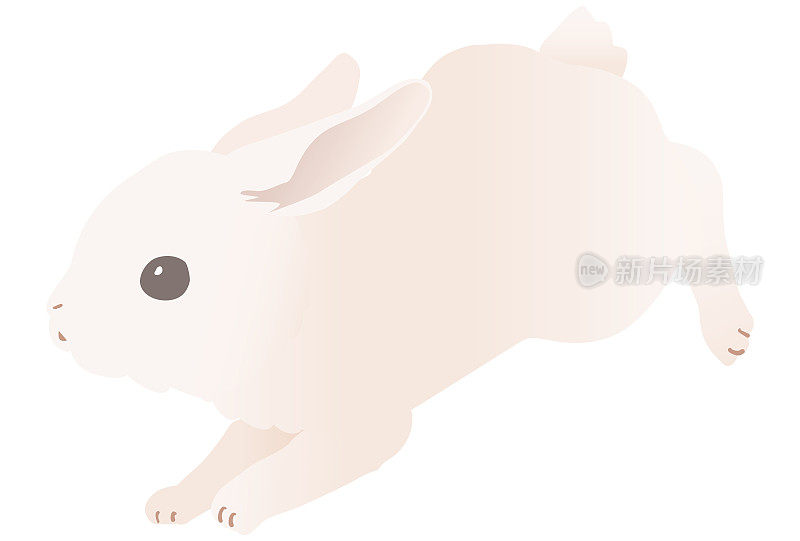 白色兔子跳和跑矢量插图。其他姿势也可以。