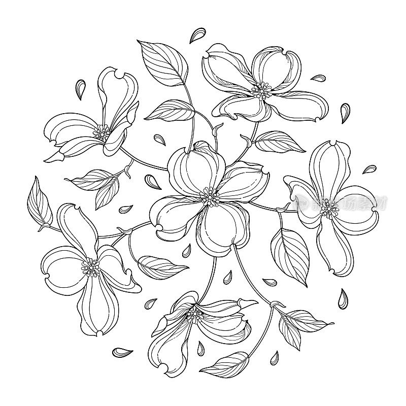 圆形花束轮廓美国山茱萸或山茱萸佛罗里达花和叶子在黑色孤立在白色背景。