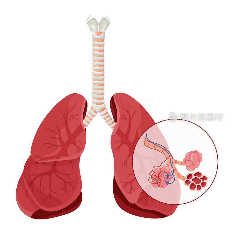 肺解剖，肺泡结构详细