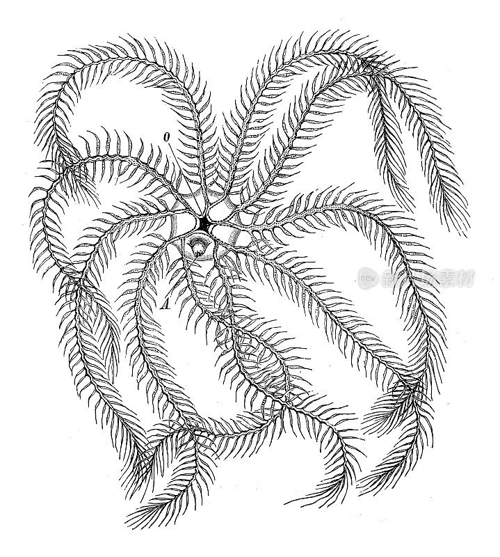 古老的生物和动物图像:地中海昏迷兽