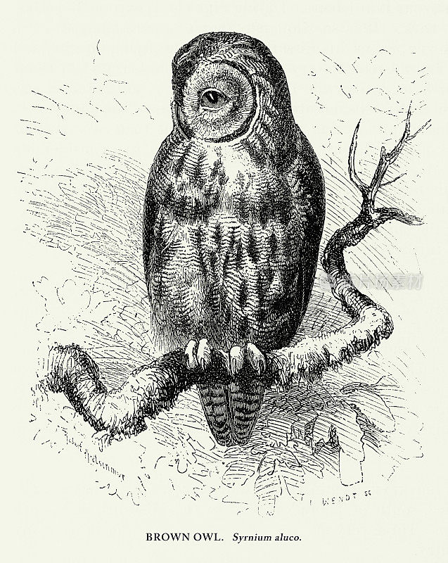 美国古董版画，棕色猫头鹰，鸟:自然历史，1885