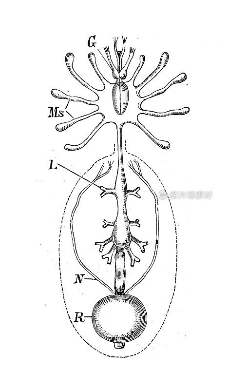 古代生物动物学图像:Mygale