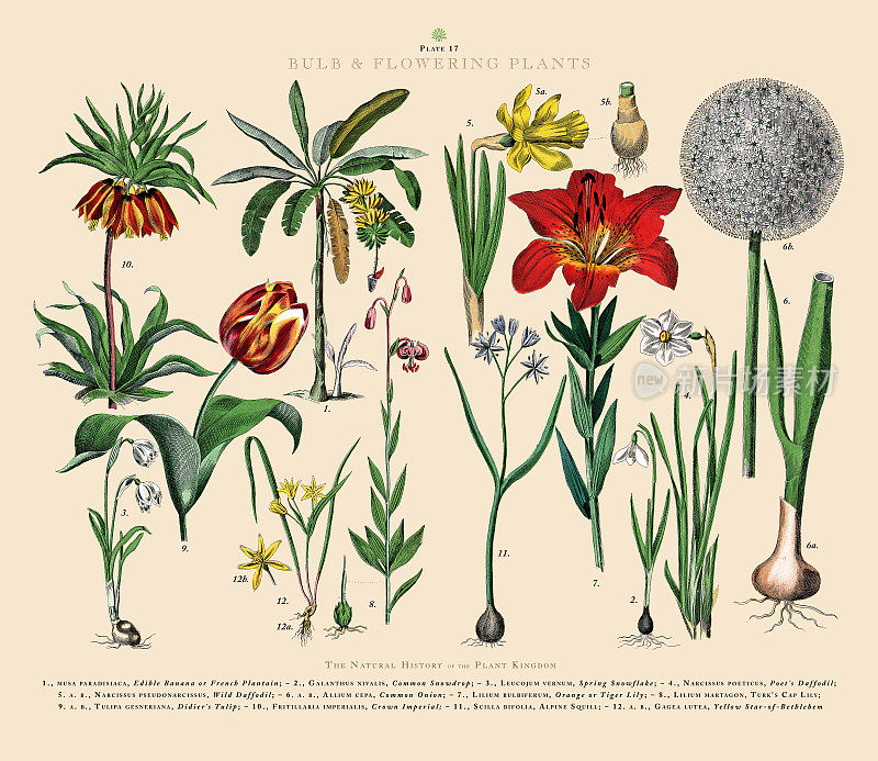 鳞茎和开花植物，植物王国，维多利亚植物插图，大约1853年