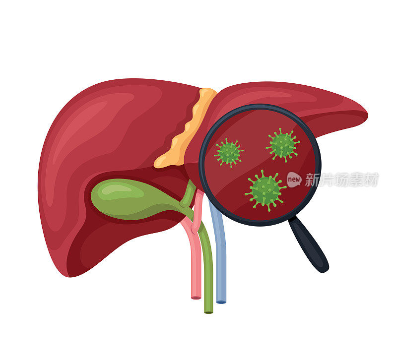 人类肝脏和肝炎病毒。人类和放大镜。人体内部器官。
