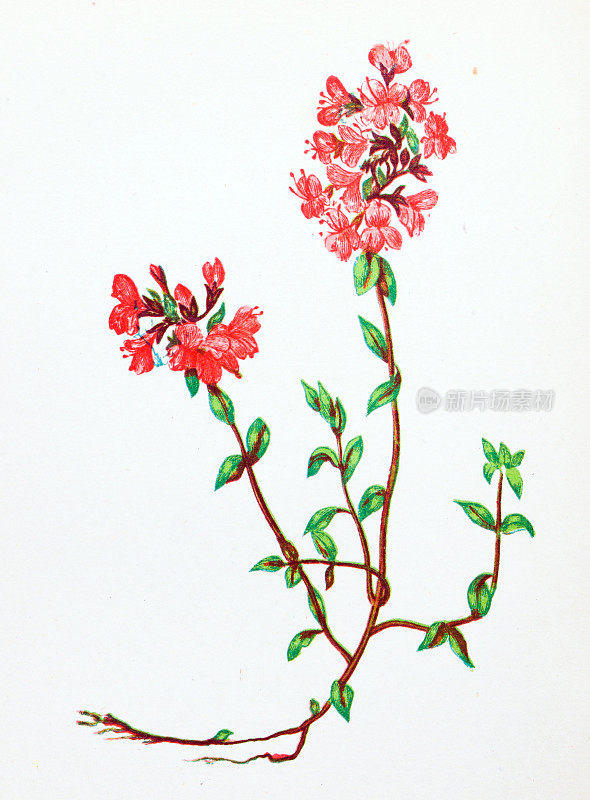 野生花卉的古董植物学插图:野生百里香，胸腺