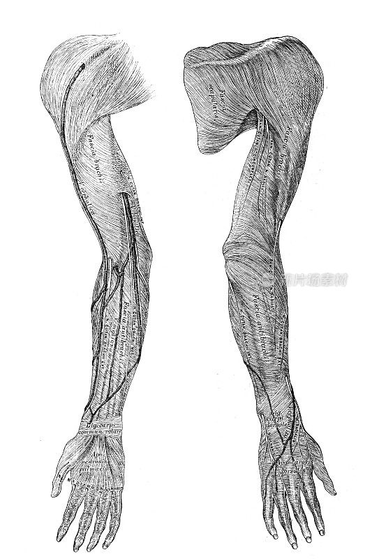 上肢的筋膜