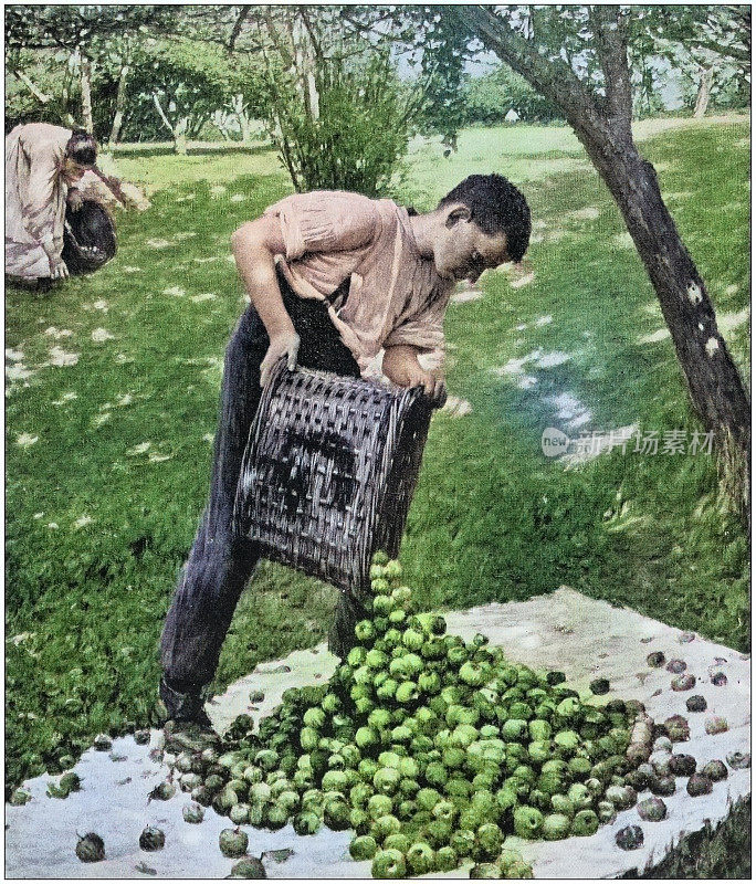 古色古香的绘画照片:收割苹果的人